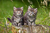 CAT 03 KH0243 01
Two Maine Coon Kittens Sitting On Stump