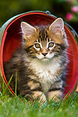CAT 03 KH0244 01
Maine Coon Kitten Sitting In Red Wooden Bucket