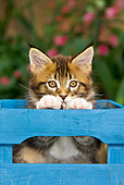 CAT 03 KH0246 01
Close-Up Of Maine Coon Kitten Sitting In Blue Crate
