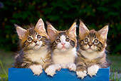CAT 03 KH0248 01
Three Maine Coon Kittens Sitting In Blue Crate On Grass