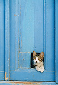 CAT 03 KH0251 01
Greek Island Tabby Kitten Peeking Head Out Of Hole In Blue Door
