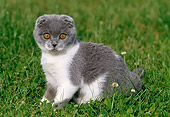 CAT 03 KH0257 01
Grey And White Scottish Fold Kitten Sitting On Grass