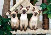 CAT 03 KH0258 01
Three Siamese Kittens Sitting In Tree House