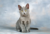 CAT 03 KH0259 01
Chartreux Kitten Sitting In Studio