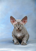 CAT 03 KH0260 01
Devon Rex Kitten Sitting In Studio