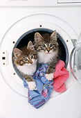 CAT 03 KH0262 01
Two Norwegian Forest Kittens Hanging Out Of Washing Machine