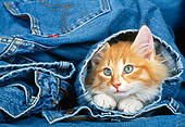 CAT 03 KH0265 01
Orange Norwegian Forest Cat Kitten Peeking Head Out Of Blue Jeans