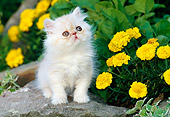 CAT 03 KH0269 01
White Peke-Faced Persian Kitten Sitting On Rock By Yellow Flowers