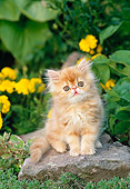 CAT 03 KH0270 01
Orange Peke-Faced Persian Kitten Sitting On Rock By Yellow Flowers