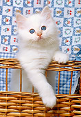 CAT 03 KH0271 01
Birman Kitten Standing In Wicker Basket With Quilt