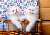 CAT 03 KH0272 01
Birman Kittens Standing In Wicker Basket With Quilt