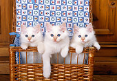 CAT 03 KH0273 01
Birman Kittens Standing In Wicker Basket With Quilt