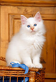 CAT 03 KH0274 01
Birman Kitten Sitting On Wicker Basket