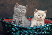 CAT 03 KH0277 01
Two British Shorthair Kittens Sitting In Quilted Basket In Studio