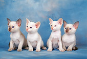 CAT 03 KH0279 01
Siamese Kittens Sitting In A Row In Studio