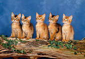 CAT 03 KH0280 01
Somali Kittens Sitting In A Row On Log In Studio