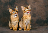 CAT 03 KH0281 01
Somali Kittens Sitting In Studio Licking Chops