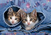 CAT 03 KH0282 01
Tabby Kittens Peeking Out Of Blue Jeans