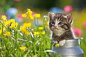 CAT 03 KH0286 01
Tabby Kitten Sitting In Tin Milk Can By Yellow Flowers