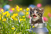 CAT 03 KH0287 01
Tabby Kitten Sitting In Tin Milk Can Meowing By Yellow Flowers