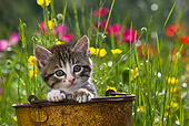 CAT 03 KH0288 01
Tabby Kitten Sitting In Rusty Bucket In Garden