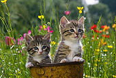 CAT 03 KH0289 01
Tabby Kittens Sitting In Rusty Bucket In Garden