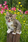 CAT 03 KH0290 01
Tabby Kitten Sitting On Stump In Garden Meowing