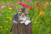 CAT 03 KH0291 01
Tabby Kitten Laying On Stump In Garden