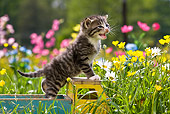 CAT 03 KH0292 01
Tabby Kitten Standing On Wooden Toy Truck In Garden