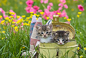 CAT 03 KH0293 01
Tabby Kittens Sitting In Old Metal Fishing Can In Garden By Paper Fish