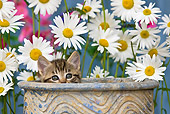 CAT 03 KH0294 01
Tabby Kitten Sitting In Flower Pot By Daisies