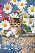 CAT 03 KH0295 01
Tabby Kitten Sitting In Flower Pot By Daisies