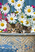 CAT 03 KH0296 01
Tabby Kittens Sitting In Flower Pot By Daisies