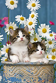 CAT 03 KH0297 01
Tabby Kittens Sitting In Flower Pot By Daisies