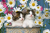 CAT 03 KH0298 01
Tabby Kittens Sitting In Flower Pot By Daisies
