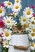 CAT 03 KH0299 01
Tabby Kitten Sitting In Metal Bucket By Daisies