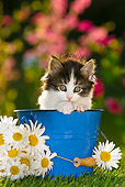 CAT 03 KH0300 01
Tabby Kitten Sitting In Blue Bucket By Daisies