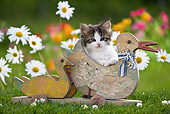 CAT 03 KH0301 01
Tabby Kitten Leaning On Wooden Duck Toy By Daisies