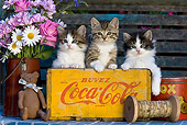 CAT 03 KH0304 01
Three Kittens Sitting In Old Coca-Cola Box By Bouquet Of Flowers