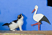 CAT 03 KH0305 01
Tabby Kitten Sitting Against Blue Wall By White Stork Decoration