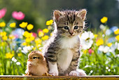 CAT 03 KH0306 01
Tabby Kitten Sitting Next To Chick In Garden