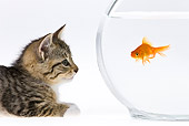 CAT 03 KH0307 01
Close-Up Of Tabby Kitten Watching Goldfish On White Seamless