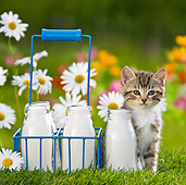 CAT 03 KH0308 01
Tabby Kitten Sitting In Garden By Milk Bottles France