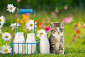 CAT 03 KH0309 01
Tabby Kitten Sitting In Garden By Milk Bottles France