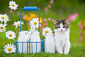 CAT 03 KH0310 01
Tabby Kitten Sitting In Garden By Milk Bottles France
