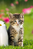 CAT 03 KH0311 01
Tabby Kitten Sitting In Garden By Milk Bottle France