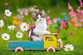 CAT 03 KH0312 01
Tabby Kitten Sitting In Old Wooden Toy Truck In Garden France