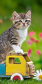 CAT 03 KH0313 01
Tabby Kitten Sitting In Old Wooden Toy Truck In Garden France