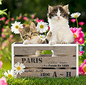 CAT 03 KH0315 01
Two Tabby Kittens Sitting In Wooden Crate In Garden France