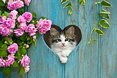 CAT 03 KH0317 01
Tabby Kitten Looking Through Heart Cutout In Fence By Pink Impatiens
